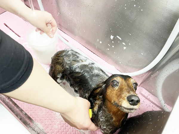 モデル犬を卒業したうるちちゃん♪
